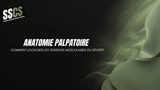 Anatomie palpatoire : comment localiser les tensions musculaires du sportif